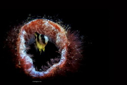 Looking Location :Lembeh Indonesias
Canon 5dsr
Canon EF... by Yung Sen Wu 